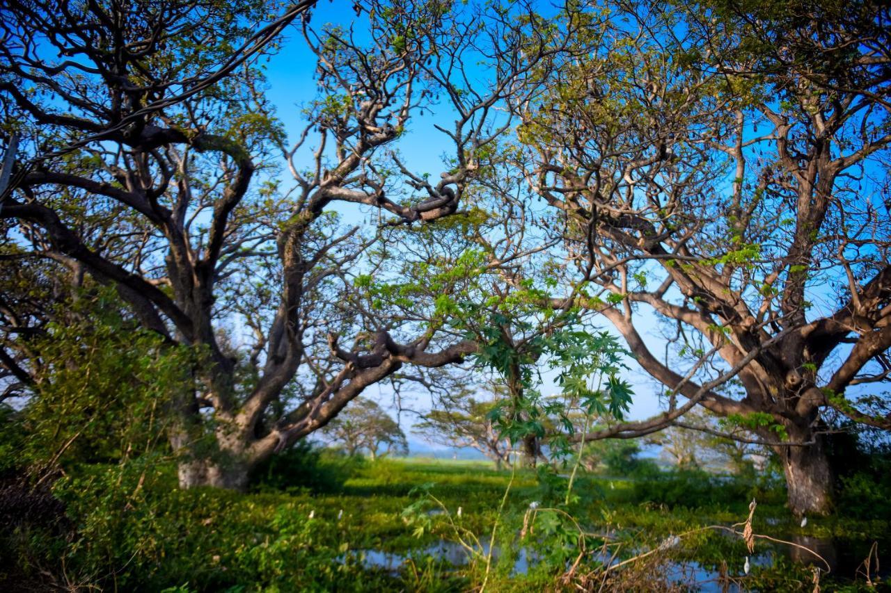 Hotel Tissa Rainbow Guest & Yala Tissamaharama Exteriér fotografie